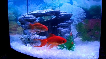 Aquario Boyu - 32 litros