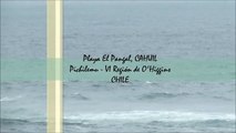 Ballenas en Pichilemu