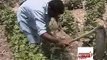 جام نواز علی میں کپاس کی فصل پر گلابی سنڈی اور ملی بگ کا حملہ جعلی ادویات و کھاد کی سر عام فروخت محکمہ زراعت کی چشم پوشی