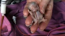 Ten tiny opossum babies tube feeding