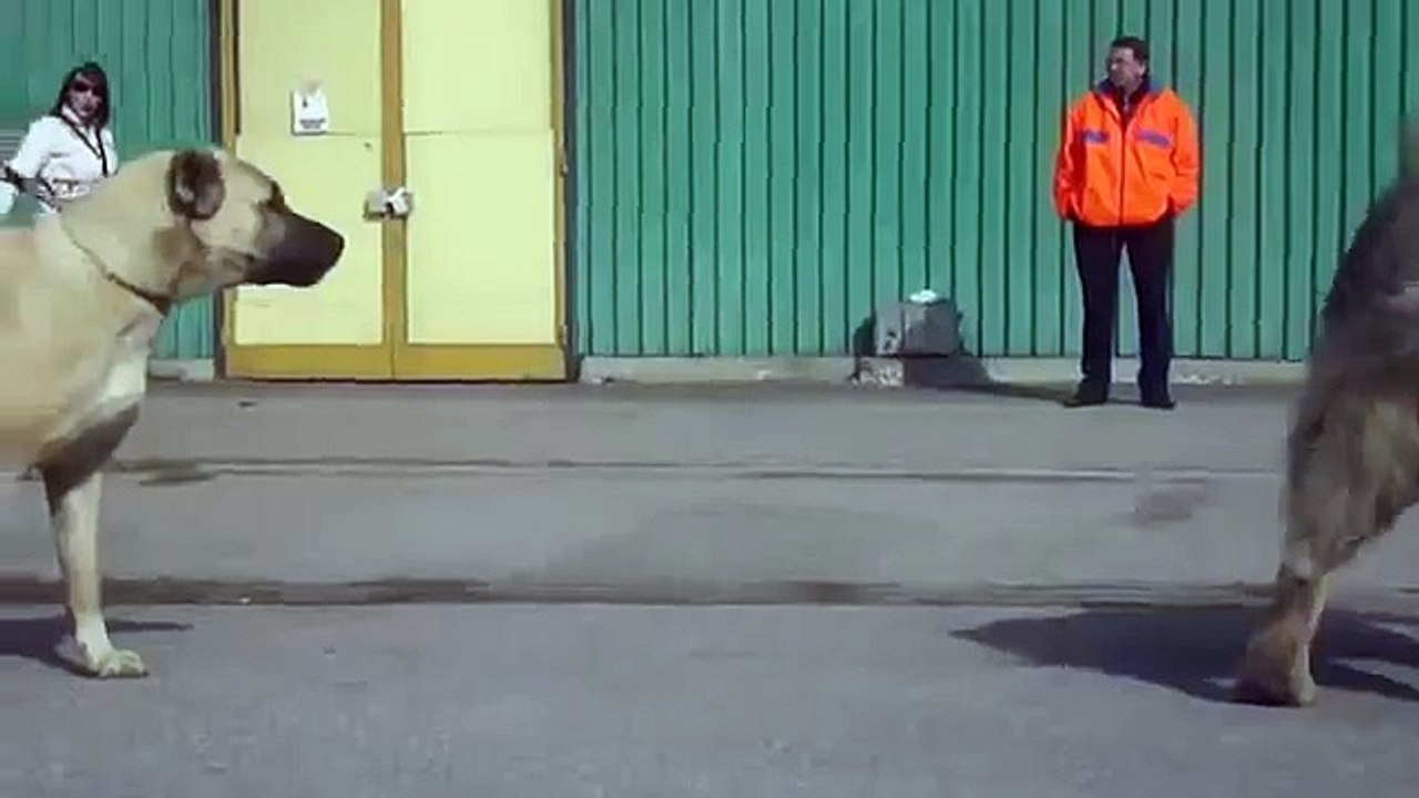 Kangal vs Caucasian Ovcharka
