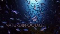 Andy Casagrande Little Fishes RED 4K Footage