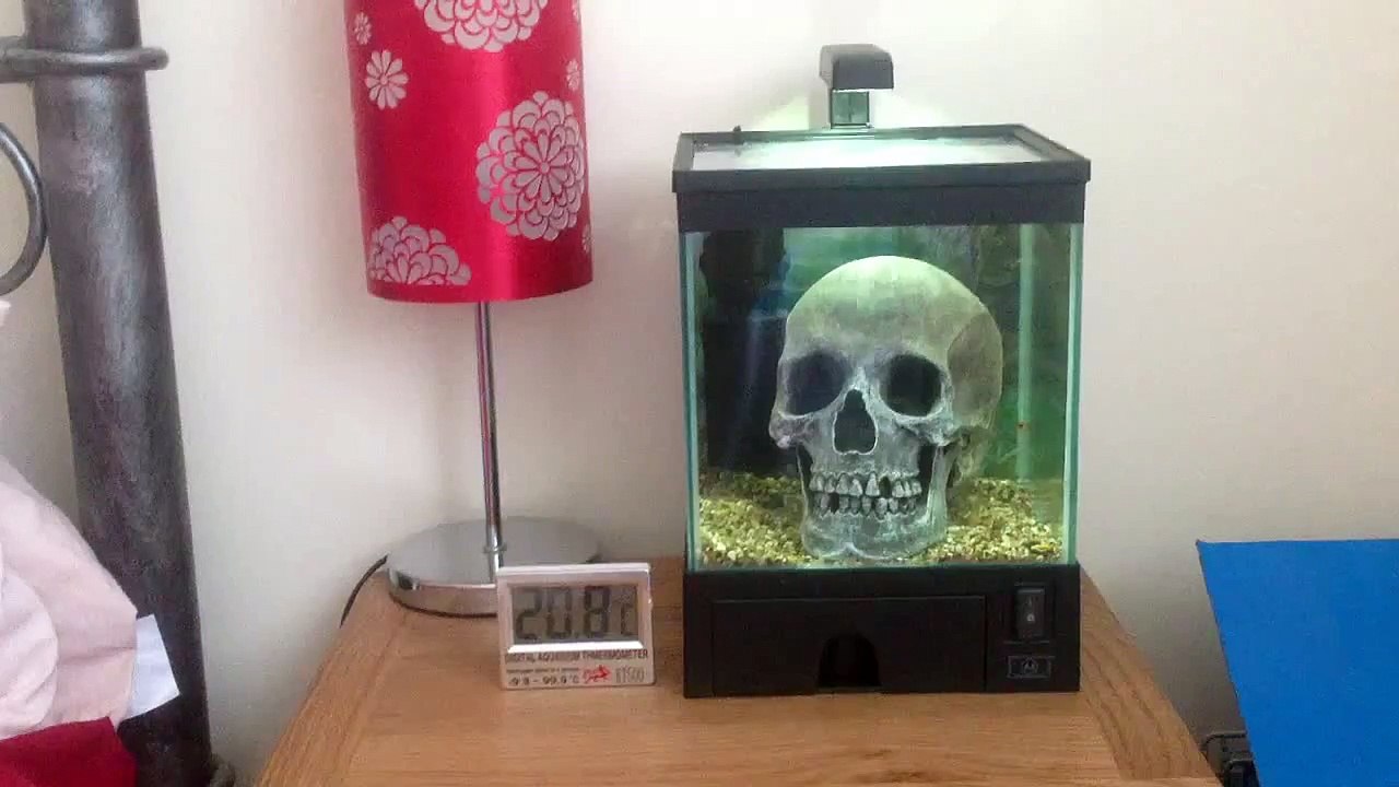 FISH R FUN NANO 5.5l litre 1.5 gallon AQUARIUM SKULL ORNAME