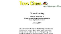 When To Prune Citrus Trees
