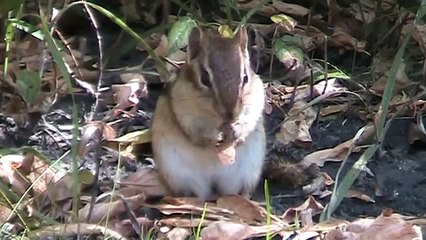 Eastern Chipmunk (Sciuridae: Tamias striatus) Eating Boxelder Seeds