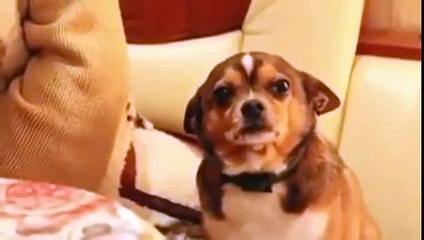 Little Dog Gets In Trouble:You can tell he's really sorry
