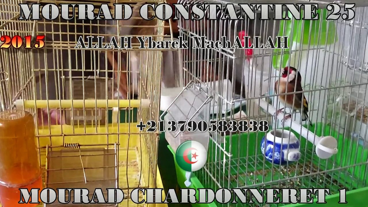 MOURAD CONSTANTINE 25  2015  ملك الحسون العالمي و  الجزائري  HD