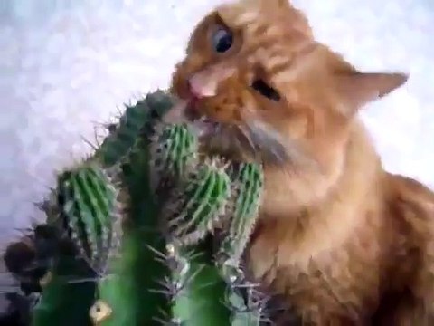 кот ест кактус. cat eating cactus