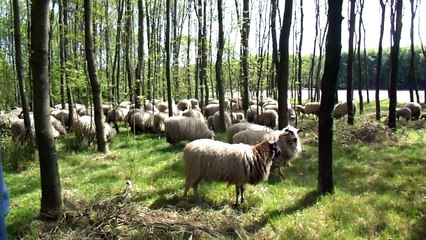 Bezoek aan de schaapherder voorjaar 2011