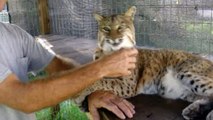 BOBCAT HUGS.avi