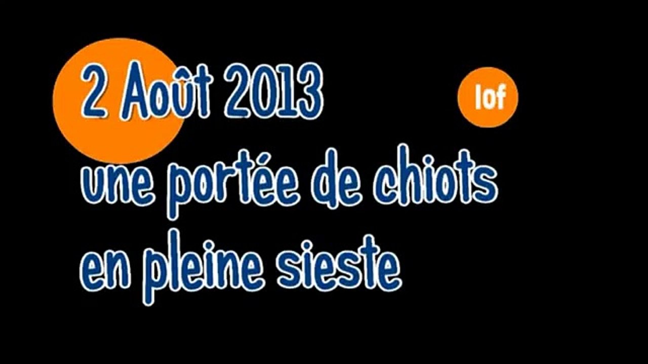 Août 2013: Portée de chiots beagle en plein sieste....