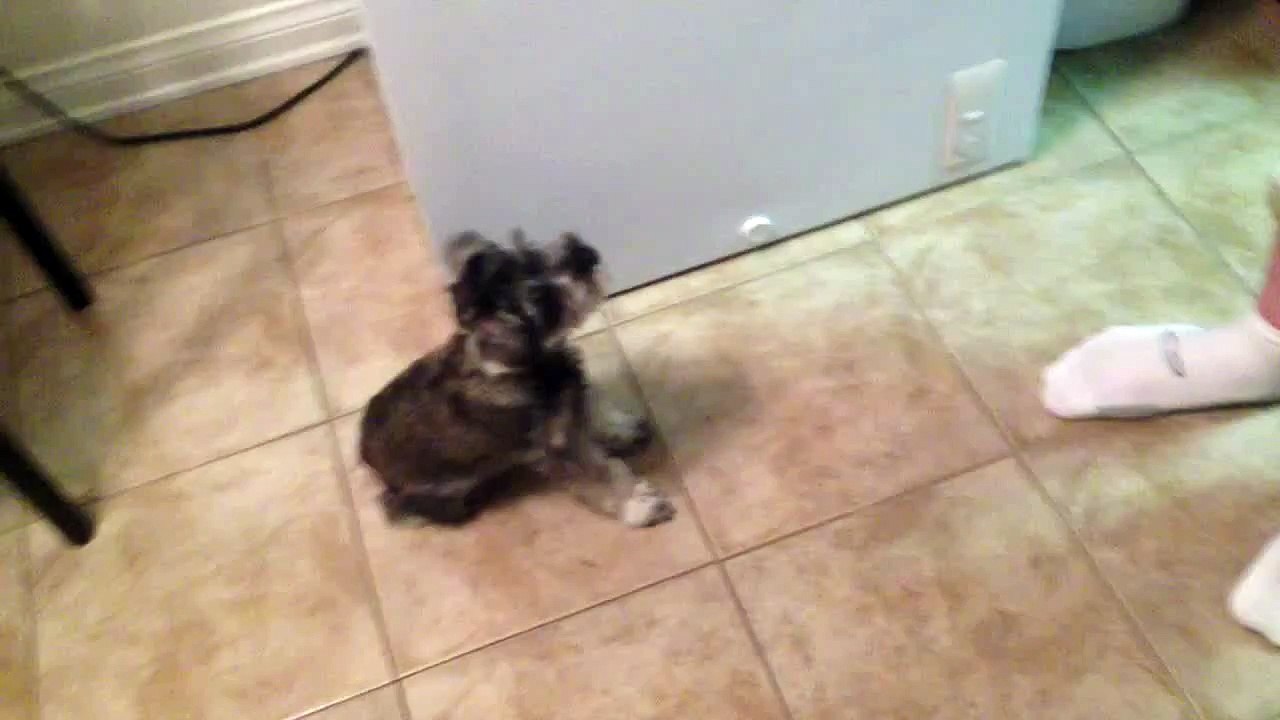 Adorable Miniature Schnauzer Puppy Dog Dancing