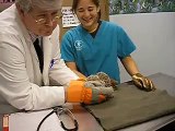 Hedgehog hates the vet, screams bloody murder