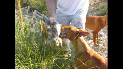 Podenco Canario un perro de caza. (A hunting dog)