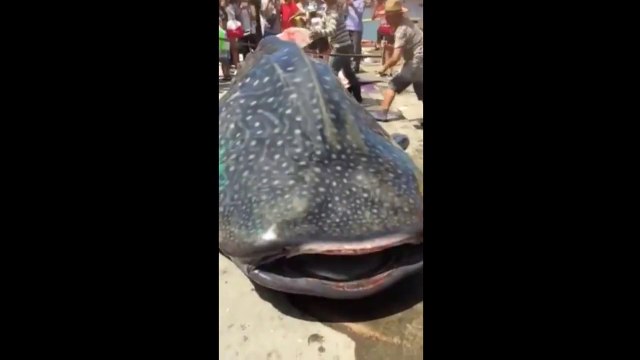 Alive giant Whale Shark gets cut in pieces on Chinese Market