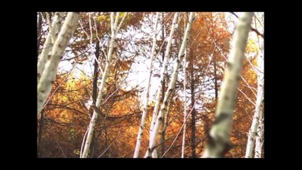 Aigle Chasse Chèvre Manière Impressionnante