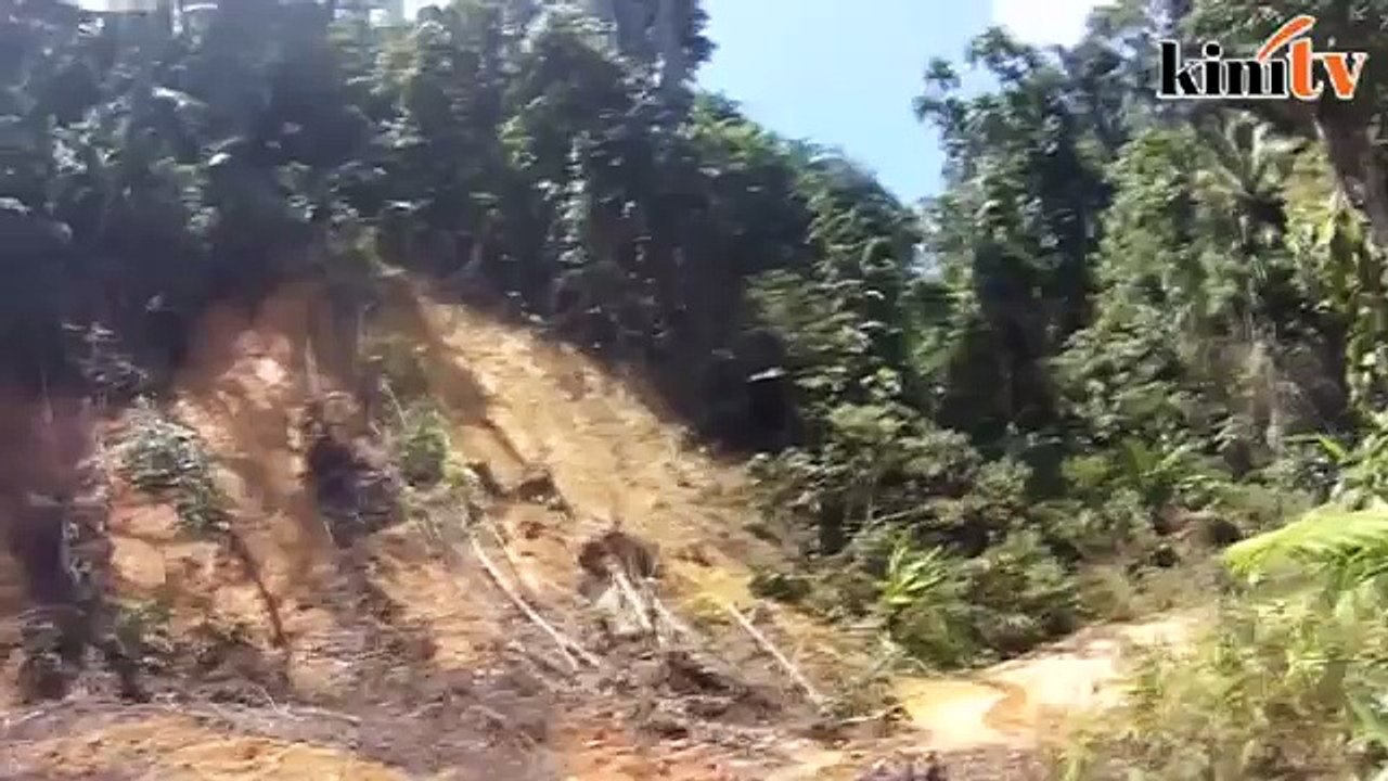 OA Senator: Logging in Kelantan must stop