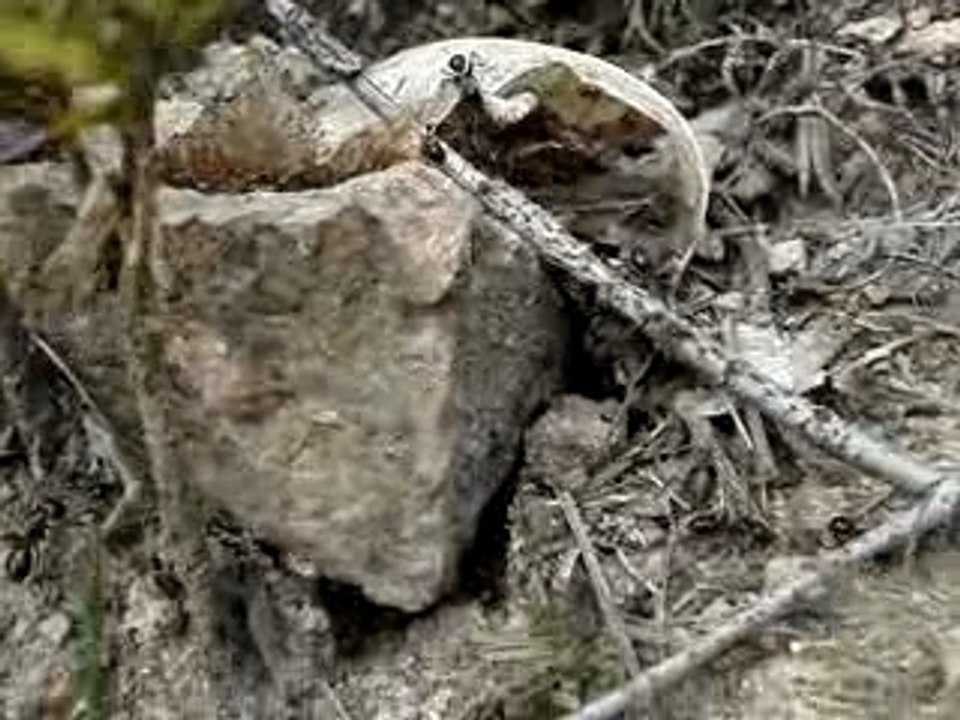 Camponotus Ligniperdus