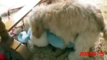 Funny Dog Humping Toy- The Poor Dog