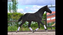 NÉCTAR SU - PURE SPANISH BLACK HORSE - Criamos caballos con grandes cualidades para la doma clasica