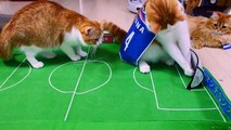 【マンチカンズ】日本代表対ギリシャ戦を予想する猫動画 【ワールドカップ】~ cats World Cup ( Japan VS Greece ) ~