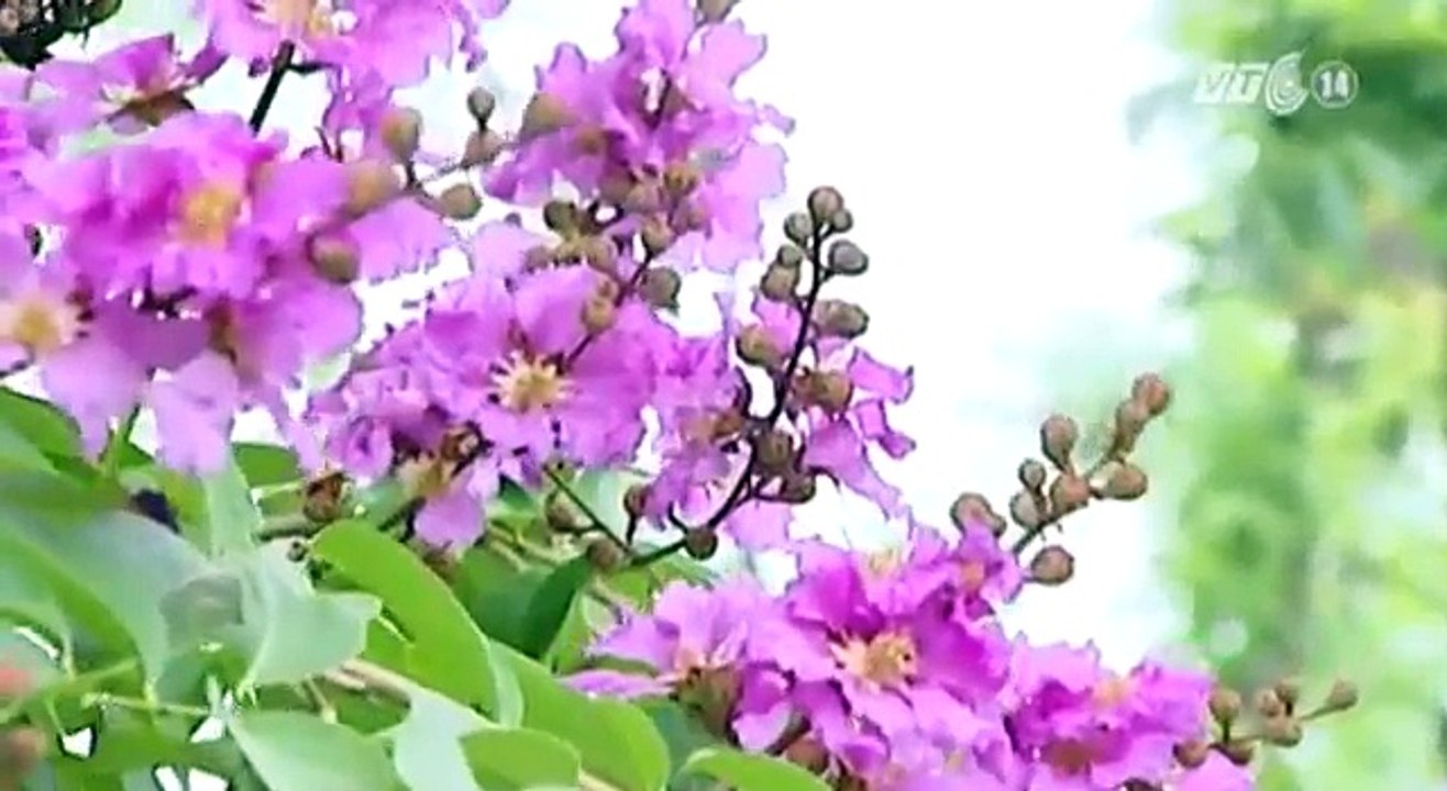 Bằng lăng nhuộm tím trời hà nội
