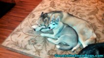 Siberian Husky Puppy Cuddle Buddies *Snow Dog Short #9*