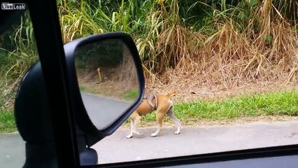Un chien adopte un bébé singe qui a perdu sa mère
