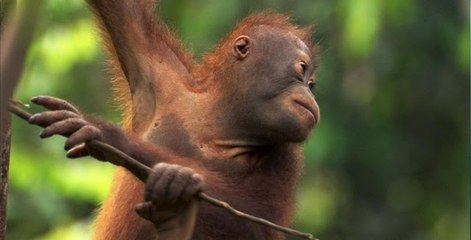 Büyük Göçler: Perde Arkası - Belgesel