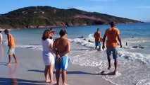 Delfini arenati aiutati dai turisti HQ