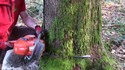 Le metier de bucheron: Les clichés