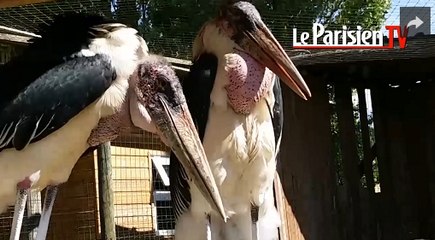 Le Marabout d’Afrique atteint trois mètres d'envergure