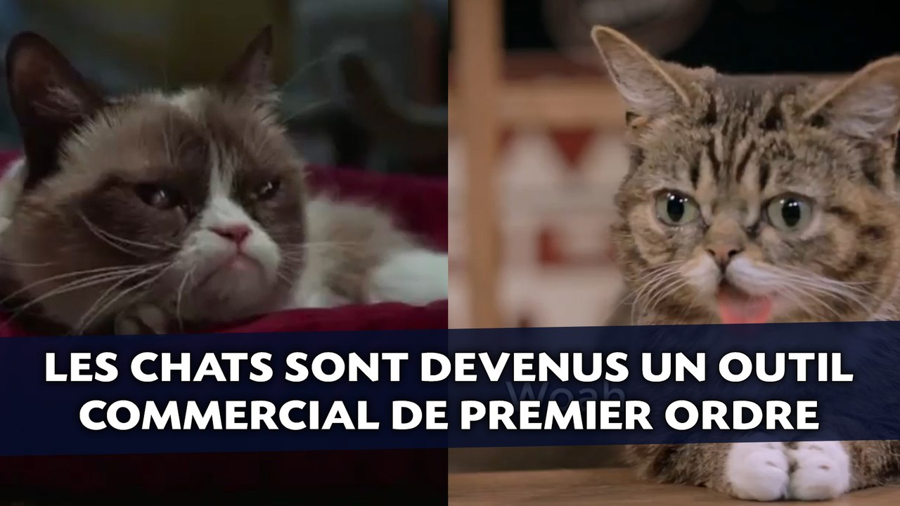 Les chats sont devenus un outil commercial de premier ordre