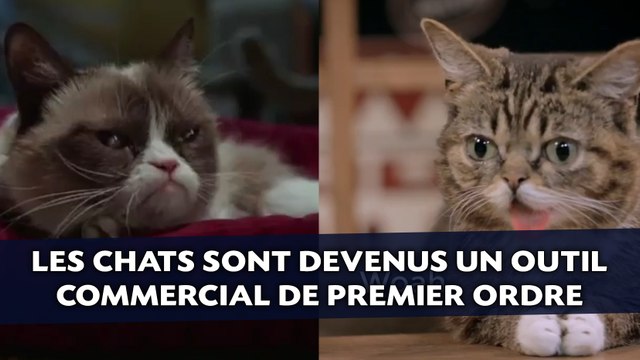 Les chats sont devenus un outil commercial de premier ordre