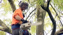 ACME Tree Surgery with Geoff Walsh tree surgeon - Sheffield South Yorkshire