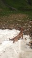 Dog body slides down snow-covered mountain peak