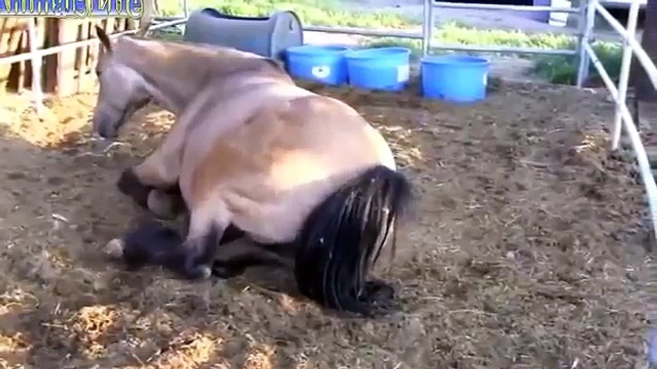 ♥ ANIMALS Giving Birth - HORSES Gives Birth to Baby so CUTE!