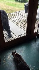 Evi Ayılardan Koruyan Kedi