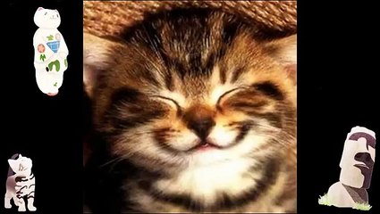 Best Funny Videos Animal Compilation Website For Funny Videos Funny Cartoon Cat Pictures