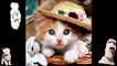 Clips Of Animals Animal Compilation Fun To Videos Funny Cat Cartoon Pictures