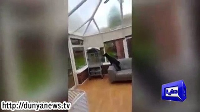 Dog Barks, Parrot Replies With Super Bark