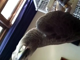 romeo 5 months old Congo african grey bird