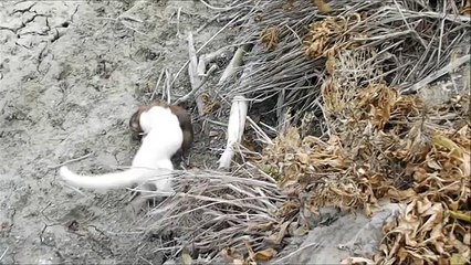 INTENSE mink vs muskrat struggle