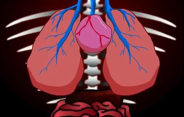 HOUSE MD animated parody