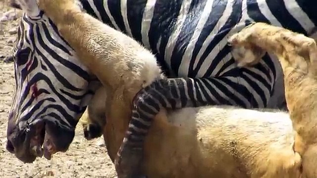 Amazing Lion vs Zebra-Zebra escapes lion kill