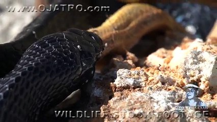 Indigo Snake Eats Rat Snake