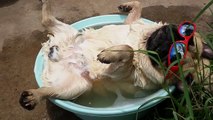 Pug sunbathing and relaxing