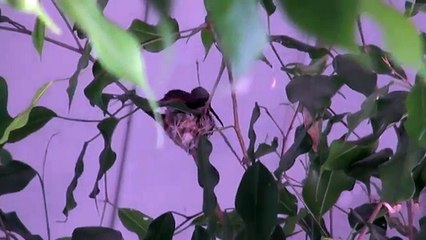 Bella Ficus Nest - April 2014