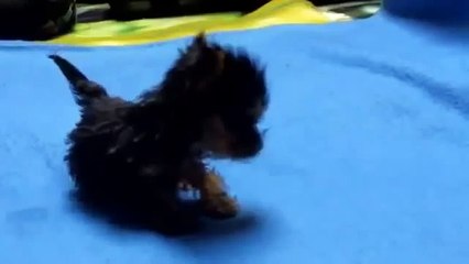 世界最小の犬？ The World's Smallest Dog