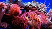 Clownfish eating pellets and feeding her anemone + Lionfish photobomber